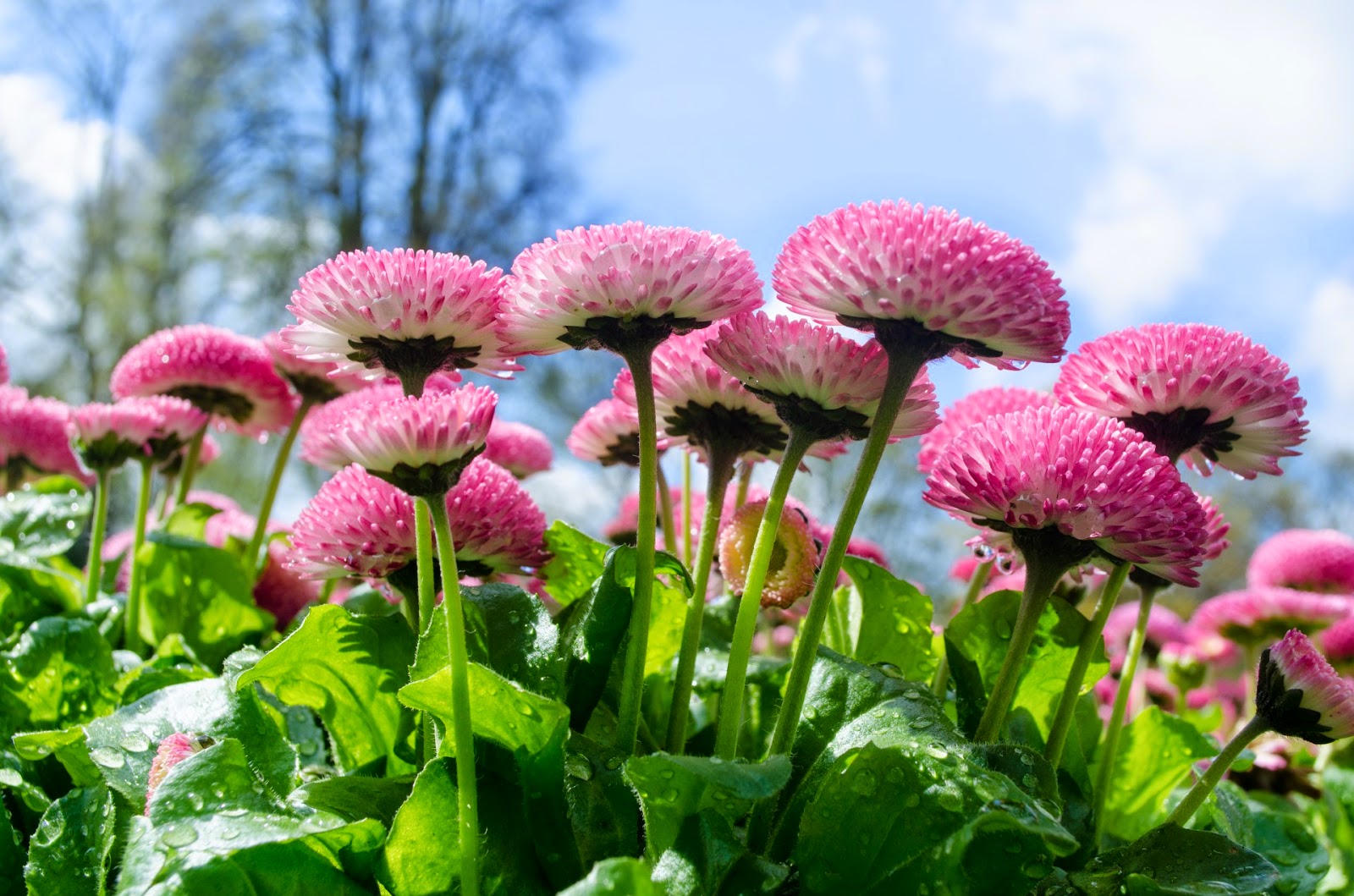 primavera wallpaper hd,fiore,pianta fiorita,pianta,rosa,primavera