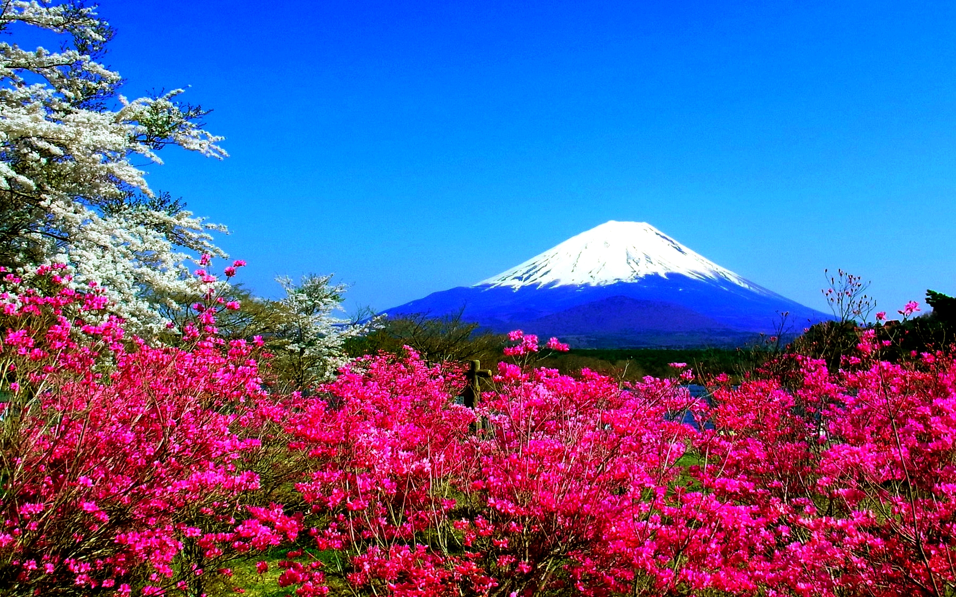 春の壁紙のhd,自然,自然の風景,花,空,山