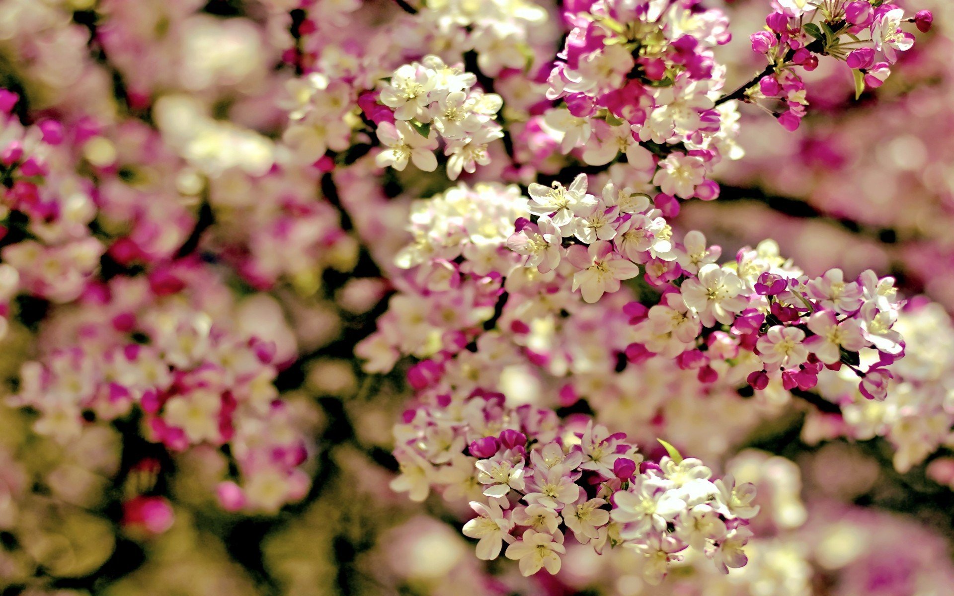 봄 벽지 hd,꽃,분홍,식물,봄,꽃잎