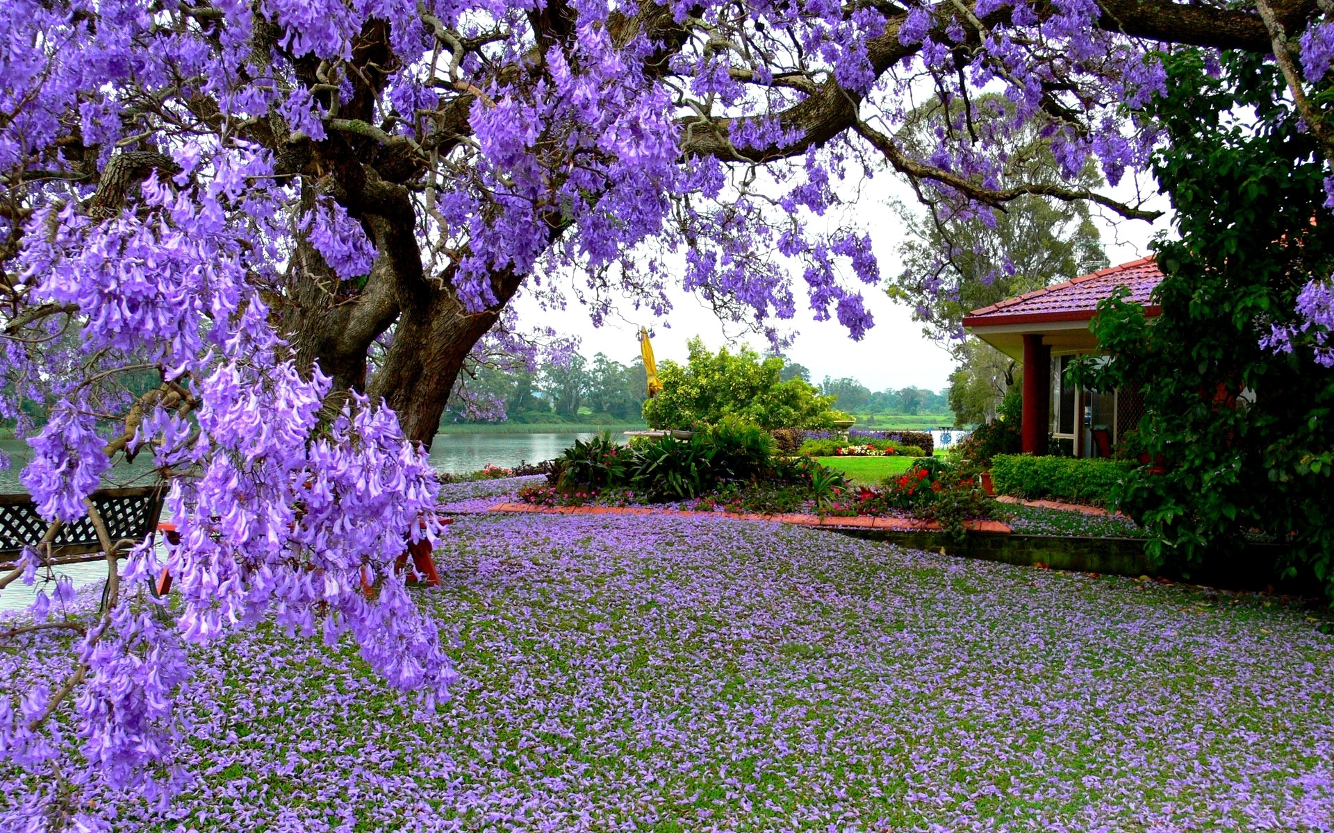fond d'écran printemps hd,violet,fleur,la nature,lavande,printemps