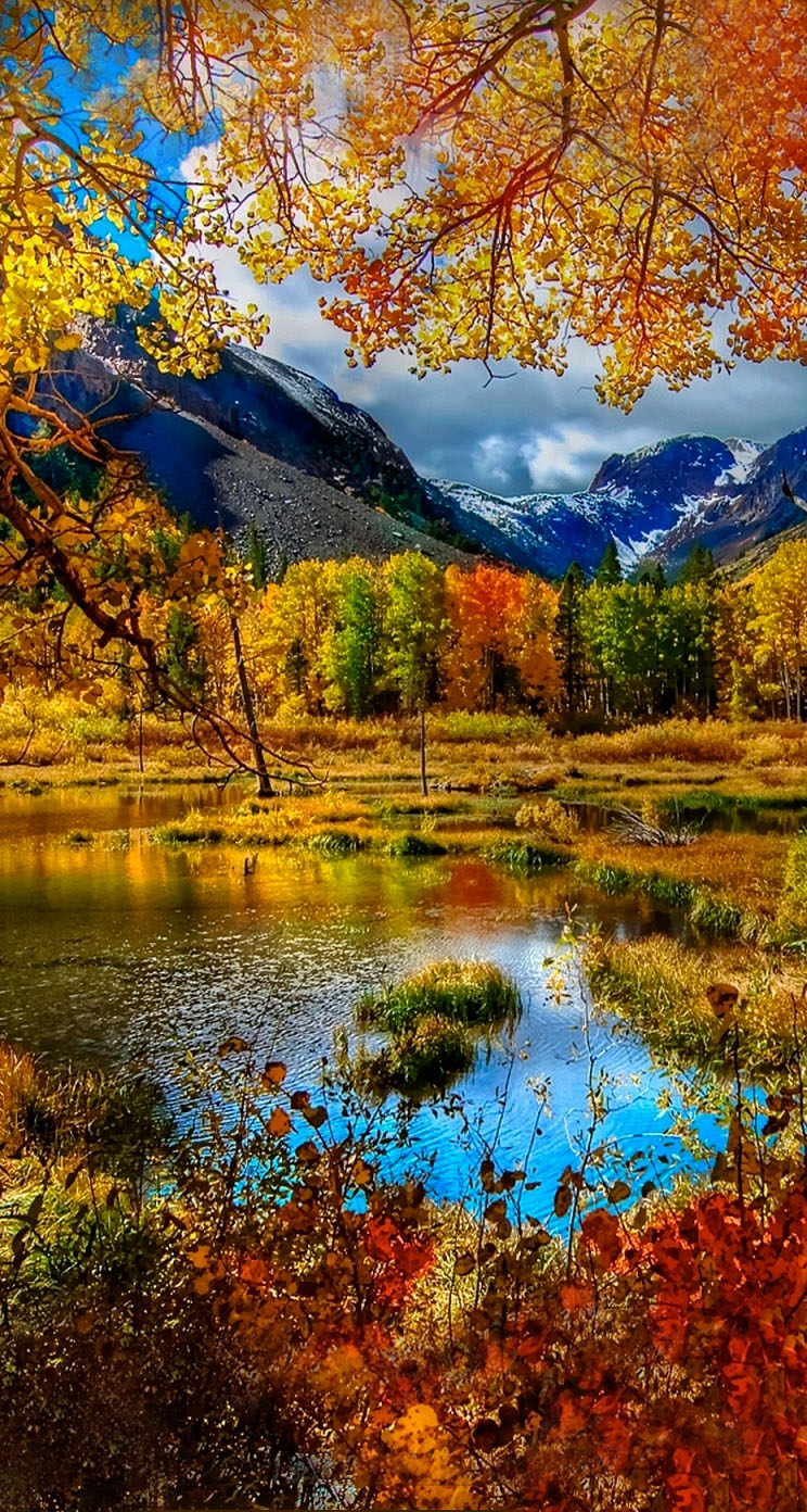 秋の電話の壁紙,自然の風景,自然,反射,木,風景