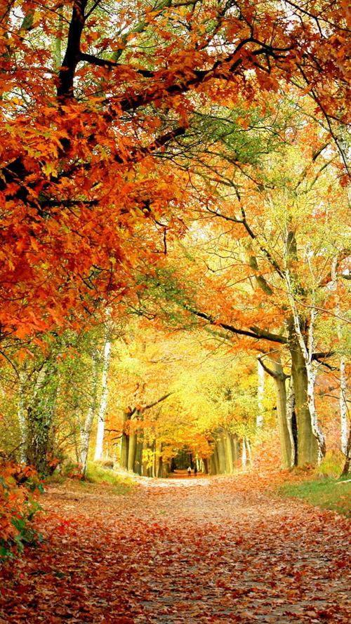 caída del fondo de pantalla del teléfono,árbol,paisaje natural,naturaleza,otoño,bosque