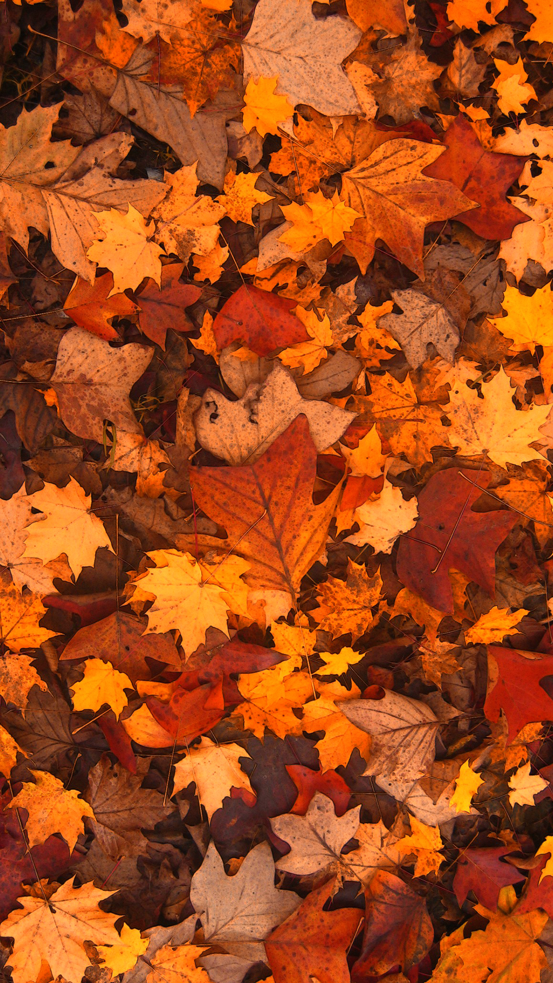 가을 전화 벽지,잎,나무,단풍잎,주황색,가을