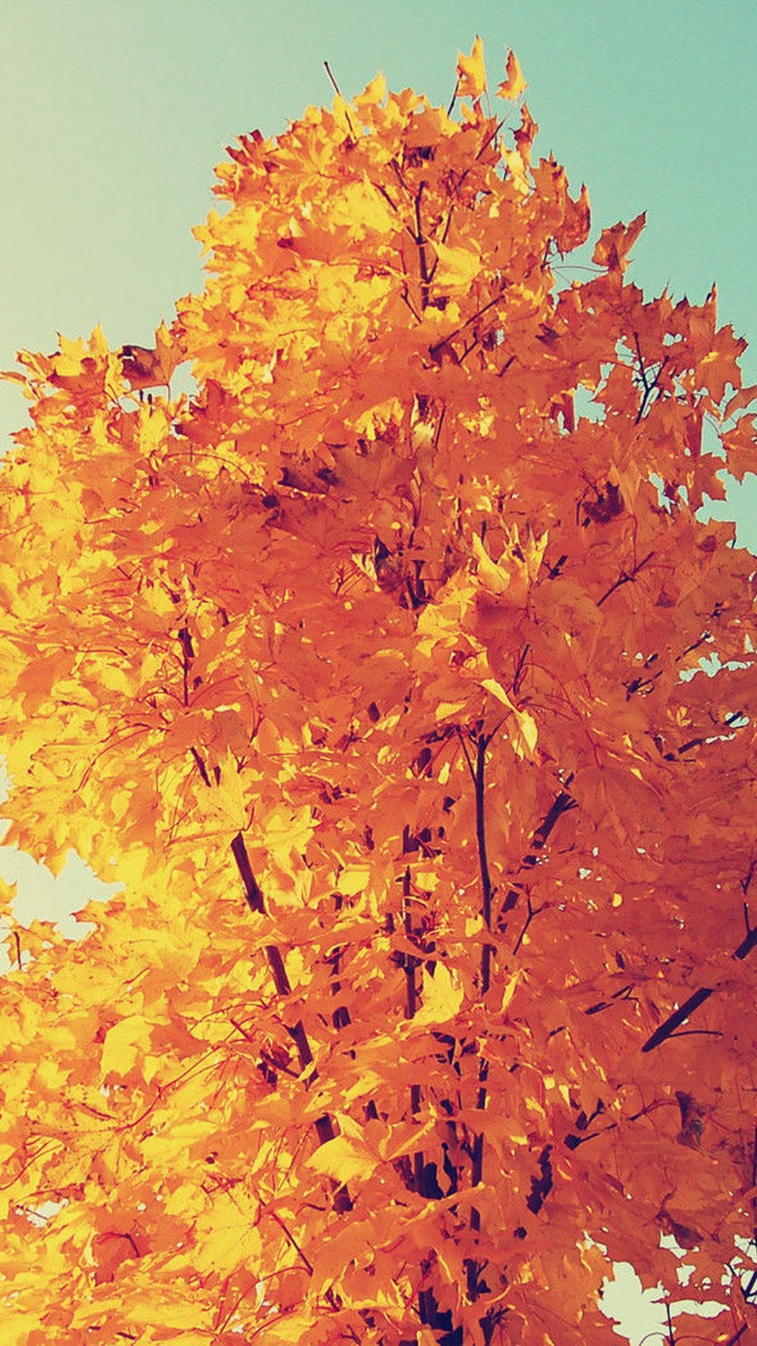 fond d'écran de téléphone d'automne,arbre,feuille,plante,plante ligneuse,jaune