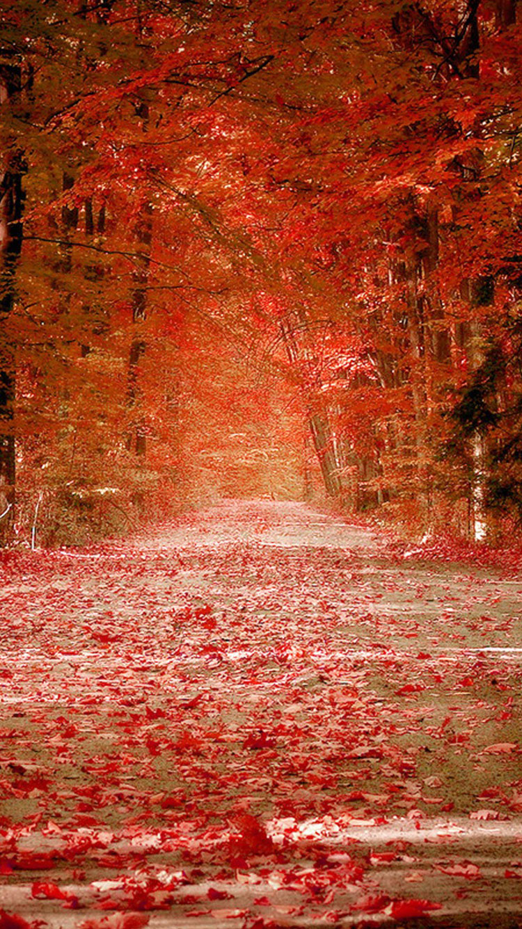 가을 전화 벽지,빨간,자연,나무,잎,자연 경관