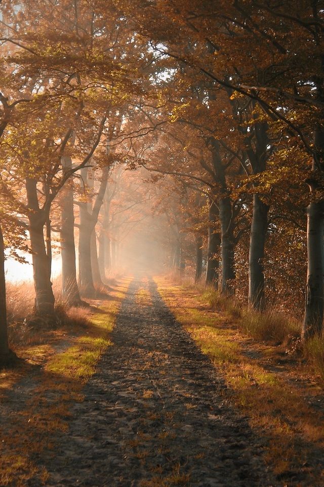 herbst telefon wallpaper,natürliche landschaft,natur,baum,sonnenlicht,morgen