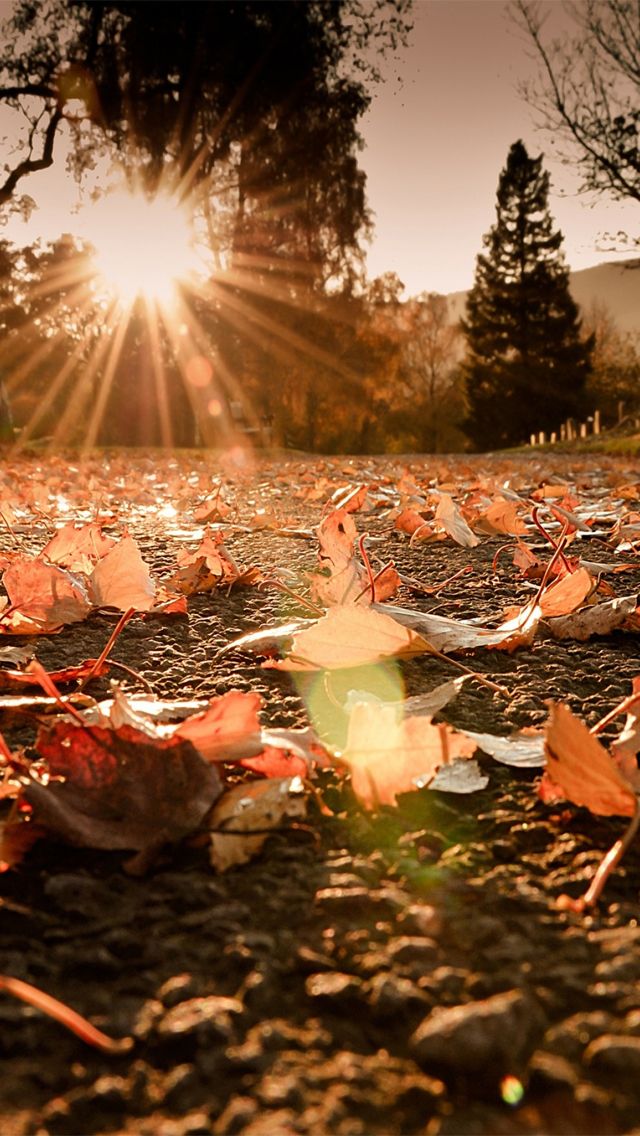 herbst telefon wallpaper,natur,natürliche landschaft,licht,sonnenlicht,himmel