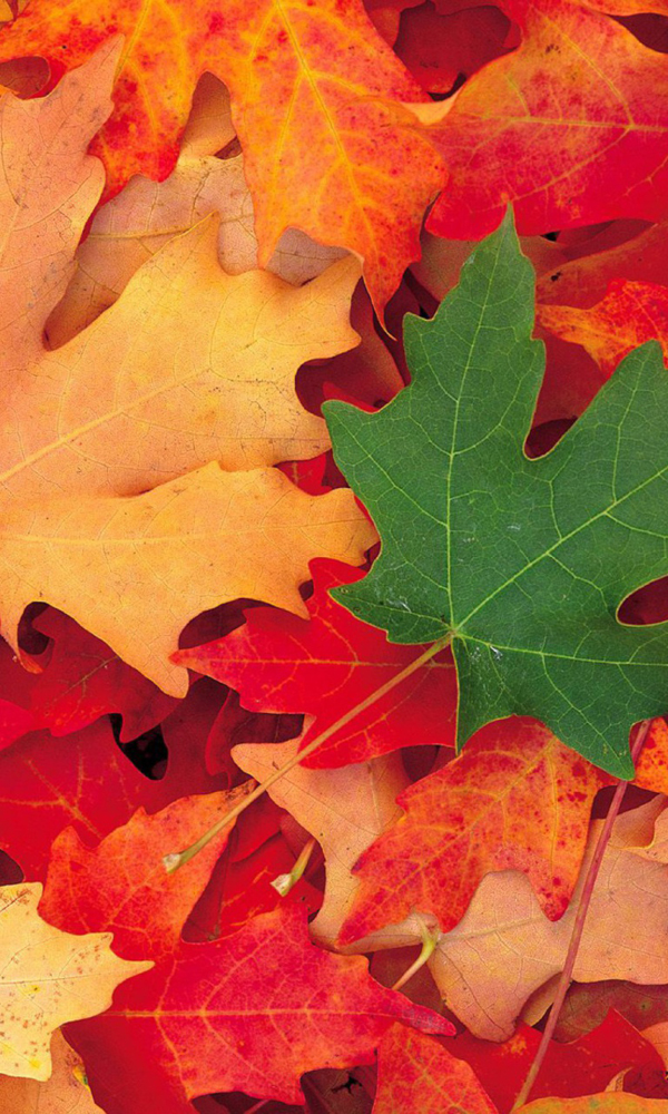 가을 전화 벽지,잎,나무,단풍잎,빨간,가을