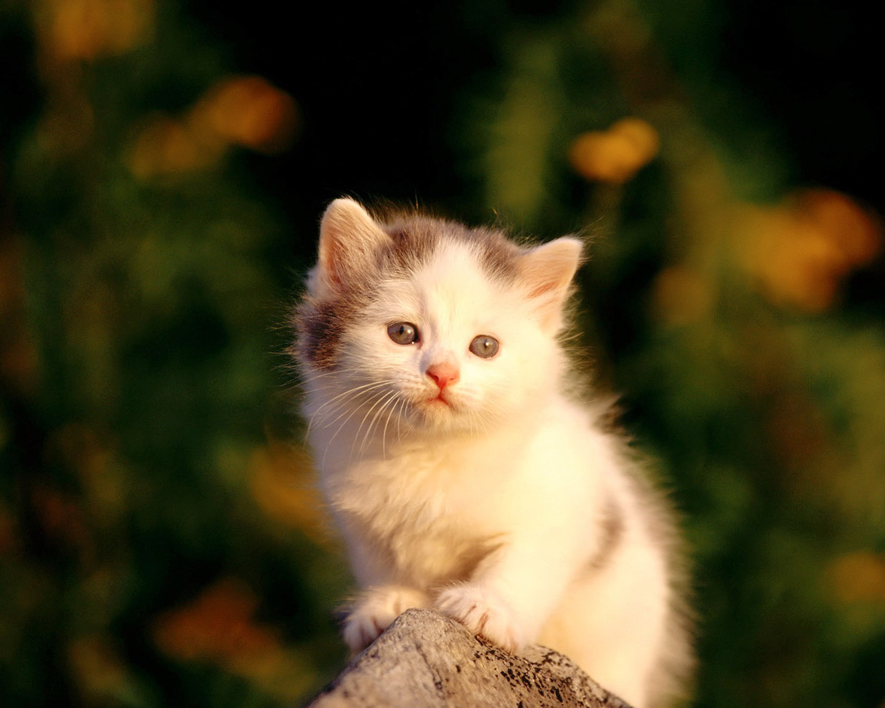 sfondi gattino carino,gatto,gatti di piccola e media taglia,felidae,barba,gattino