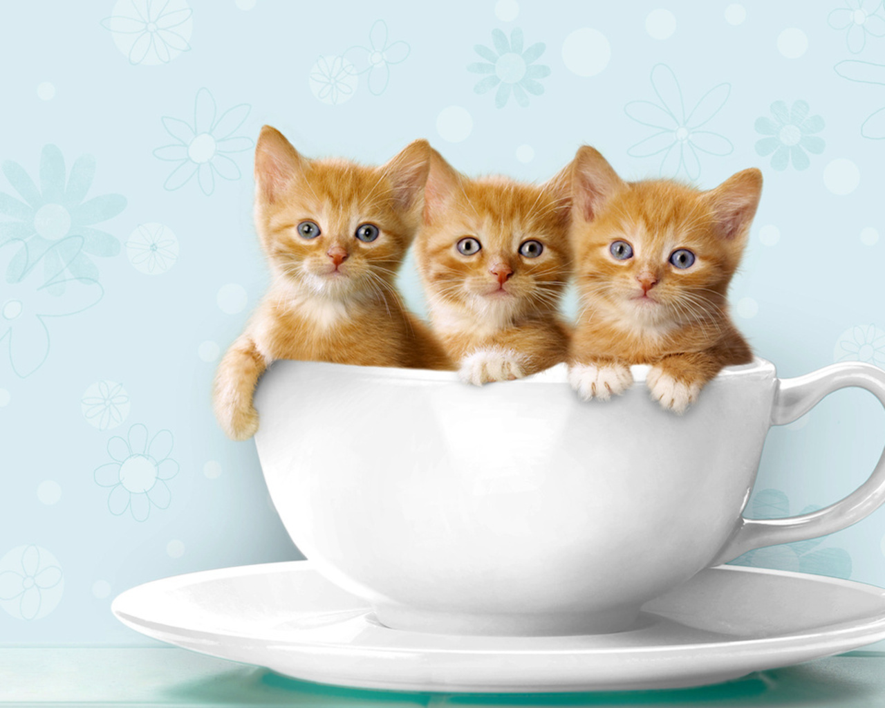 cute kitty wallpapers,cat,small to medium sized cats,cup,felidae,teacup