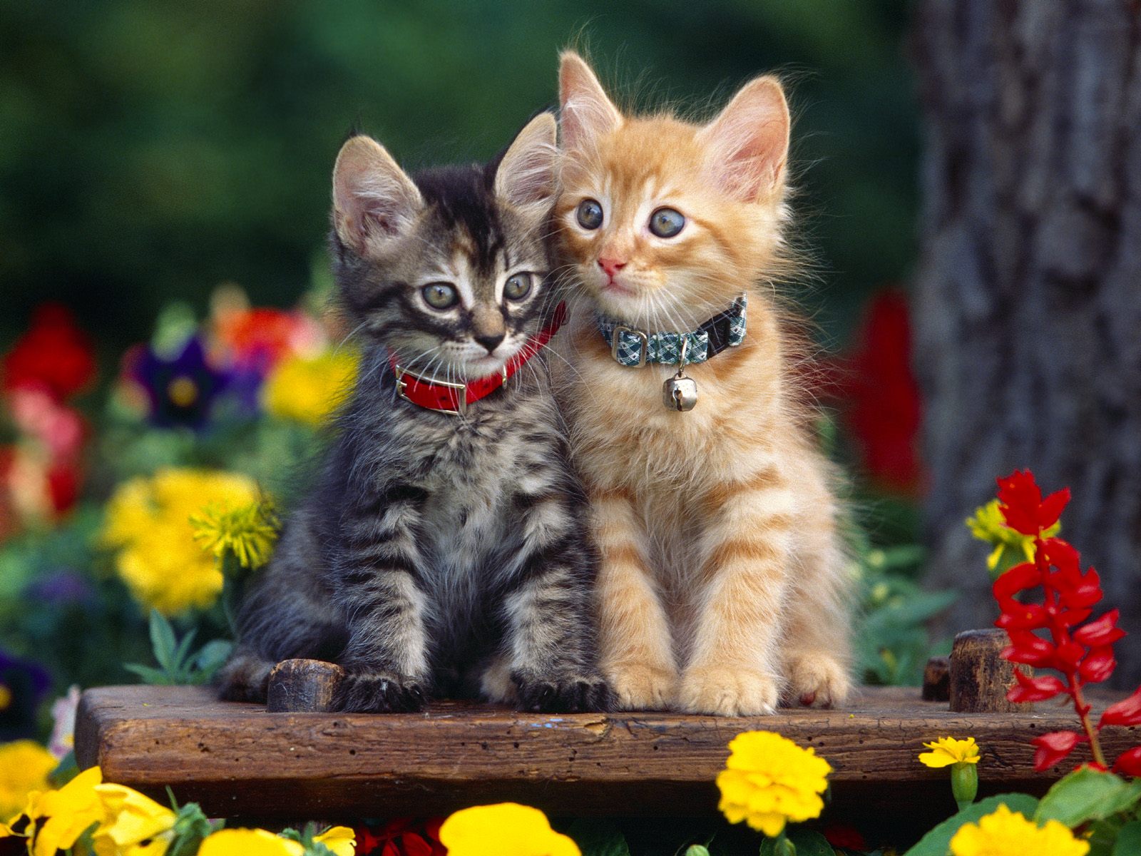 cute kitty wallpapers,cat,mammal,vertebrate,small to medium sized cats,felidae