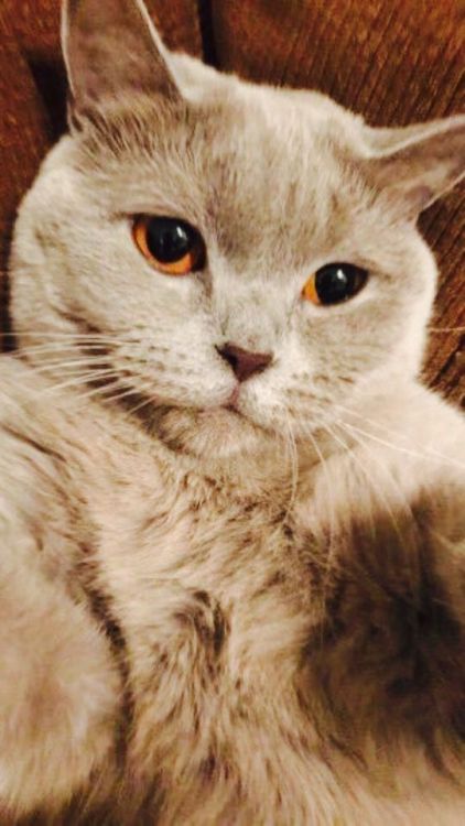 carta da parati gatto tumblr,gatto,gatti di piccola e media taglia,felidae,barba,mau arabo