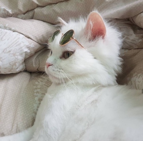 고양이 배경 tumblr,고양이,중소형 고양이,felidae,구레나룻,터키 앙고라