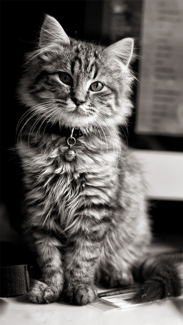 carta da parati gatto tumblr,gatto,barba,gatti di piccola e media taglia,felidae,bianco e nero