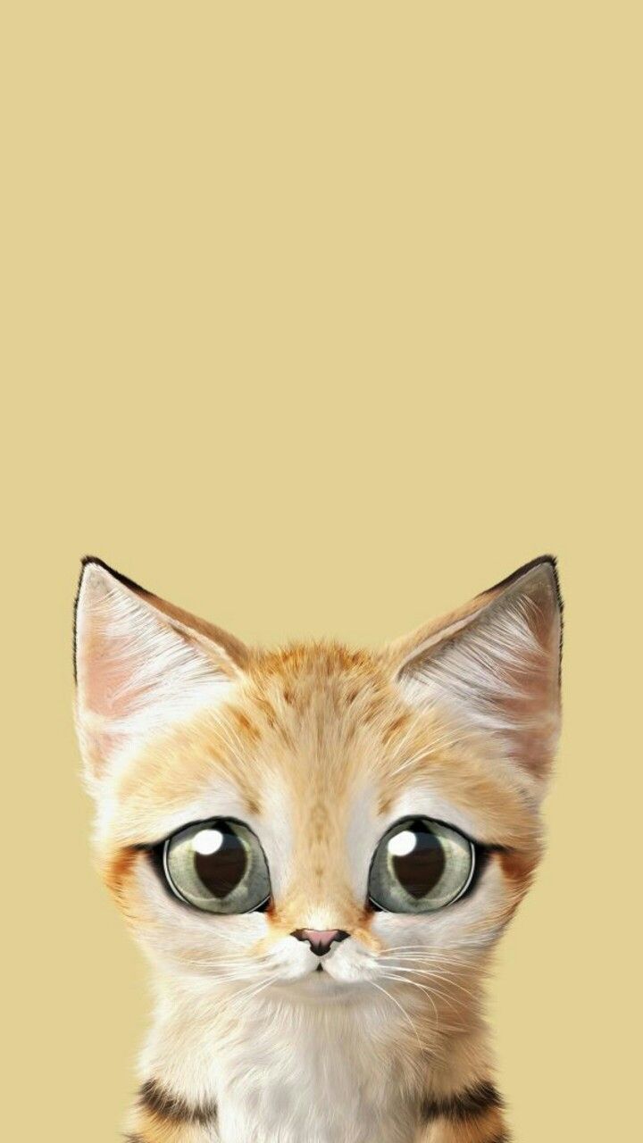 carta da parati gatto tumblr,gatto,gatti di piccola e media taglia,felidae,barba,gattino