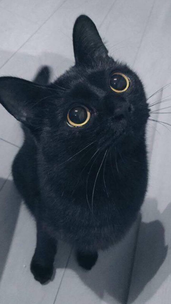 Katzentapete Tumblr Katze Schwarze Katze Kleine Bis Mittelgrosse Katzen Felidae Schnurrhaare 91544 Wallpaperuse