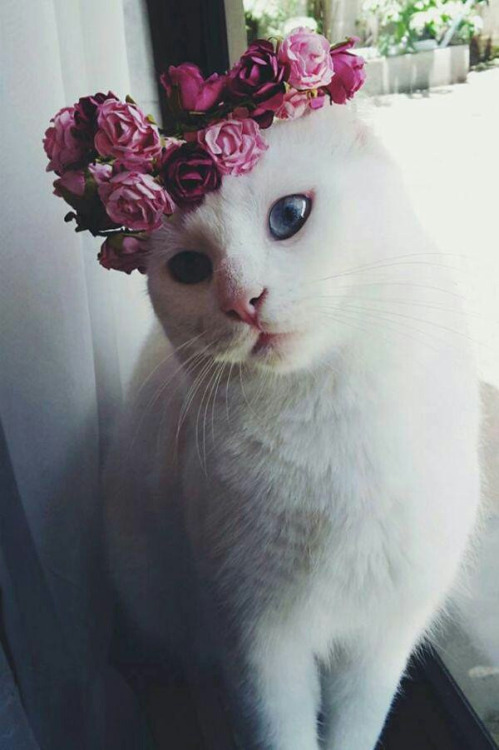 White Cat With Flower Crown- WallpaperUse