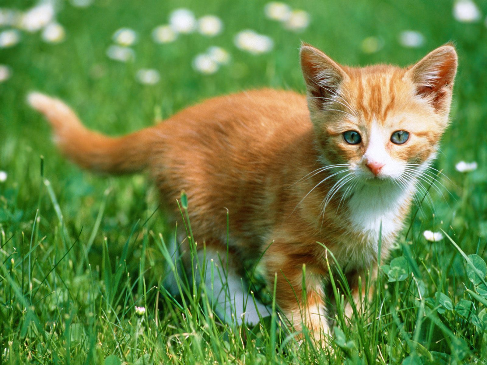 sfondi gattino carino,gatto,gatti di piccola e media taglia,felidae,barba,erba