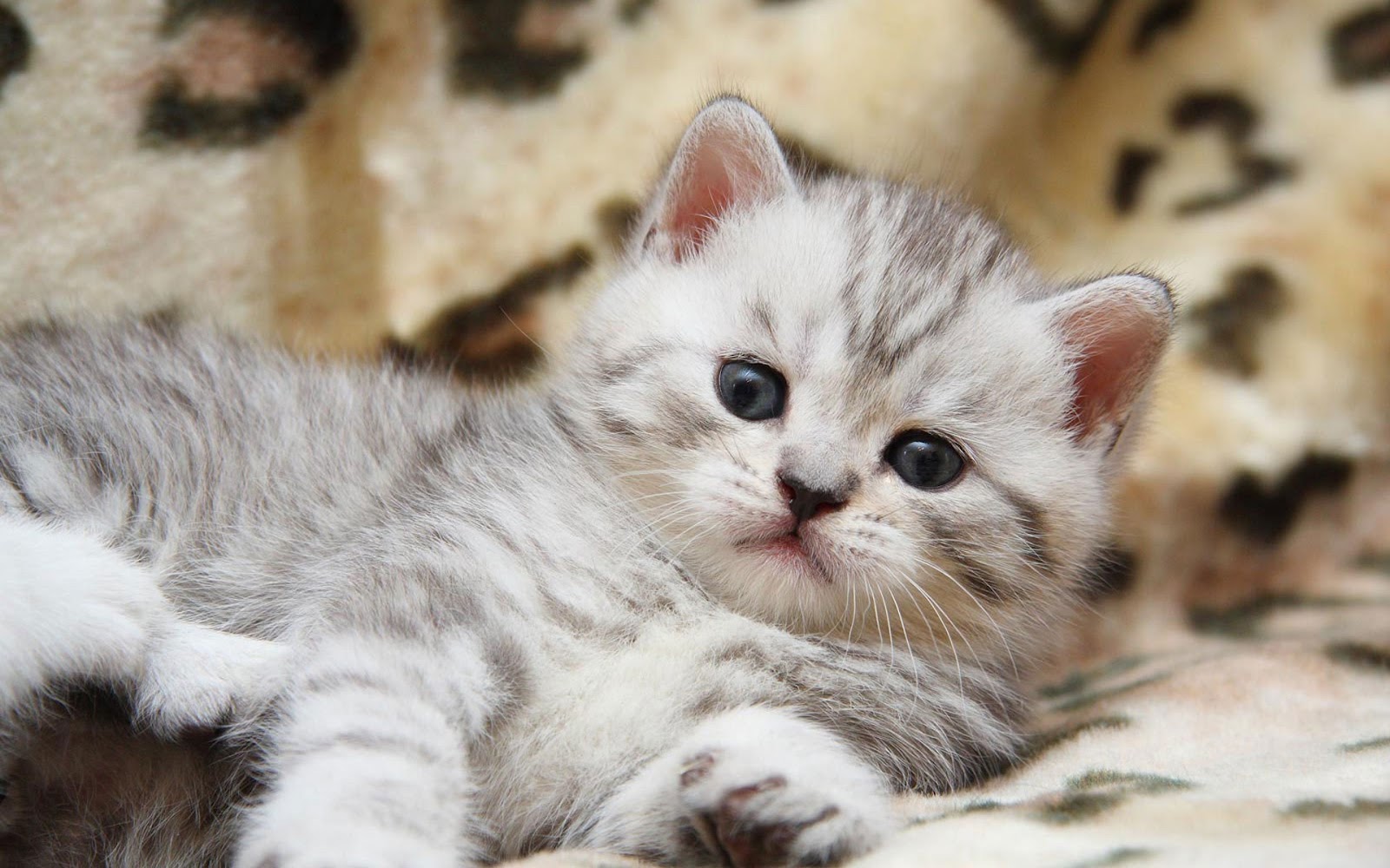 fonds d'écran mignon minou,chat,chats de petite à moyenne taille,félidés,moustaches,chaton