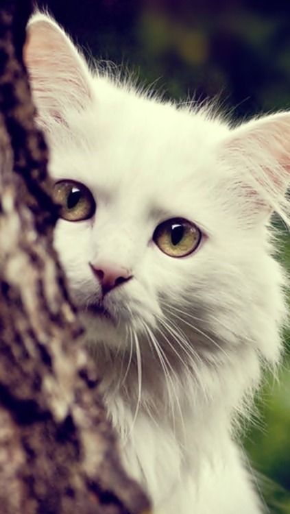 고양이 배경 tumblr,고양이,구레나룻,중소형 고양이,felidae,고양이 새끼