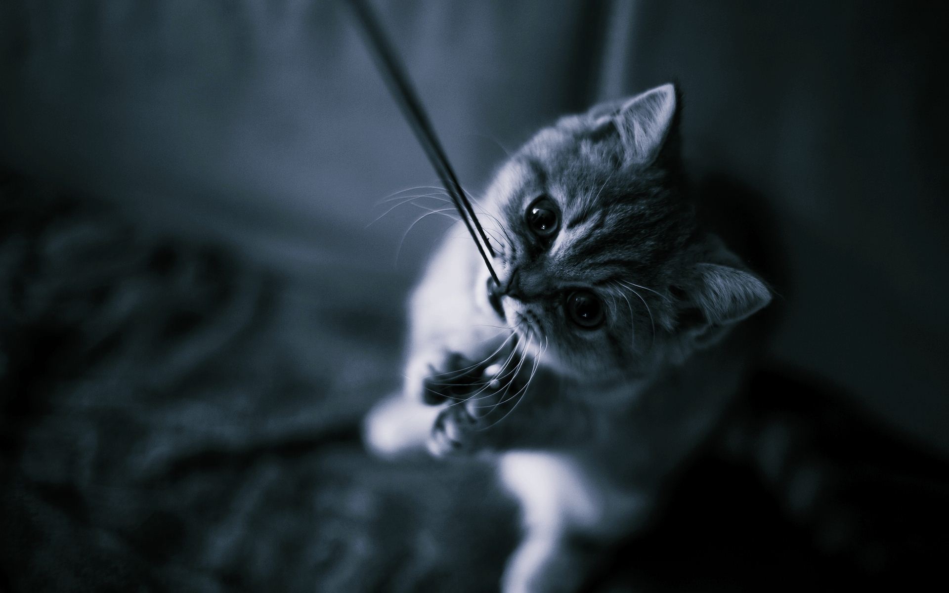 cat wallpaper tumblr,cat,whiskers,black,felidae,small to medium sized cats