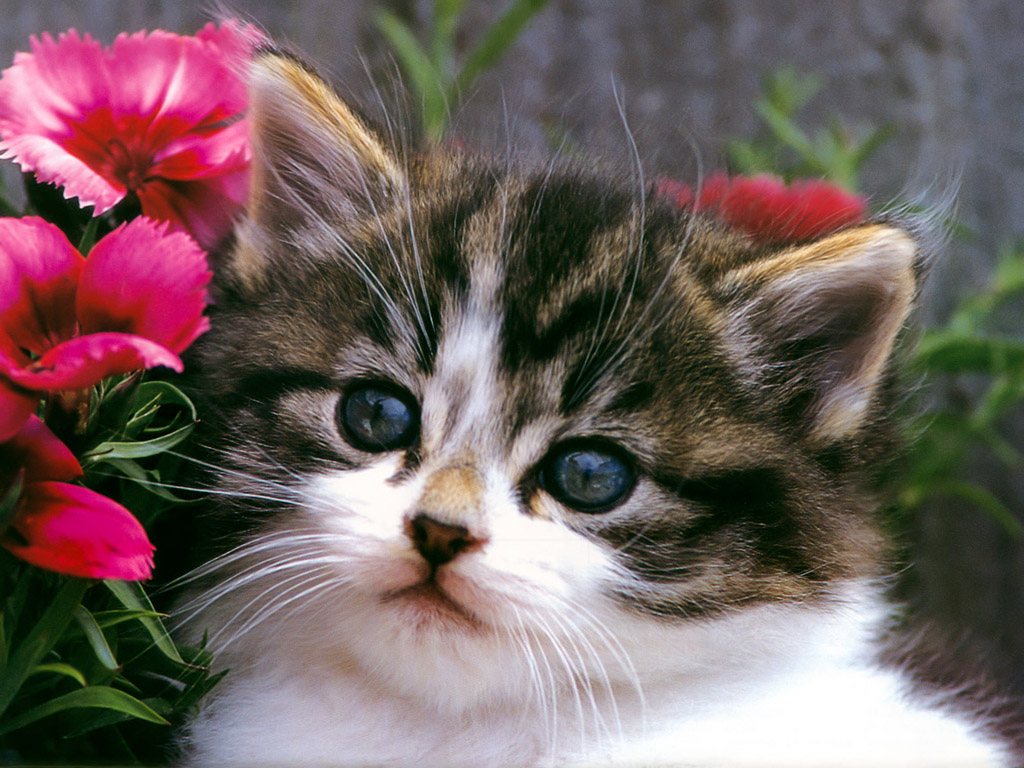sfondi gattino carino,gatto,gatti di piccola e media taglia,felidae,barba,gattino