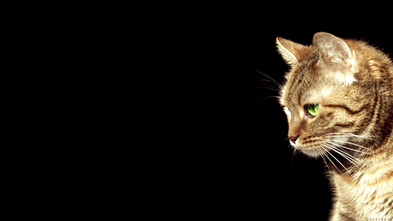 cat wallpaper tumblr,cat,mammal,vertebrate,small to medium sized cats,whiskers