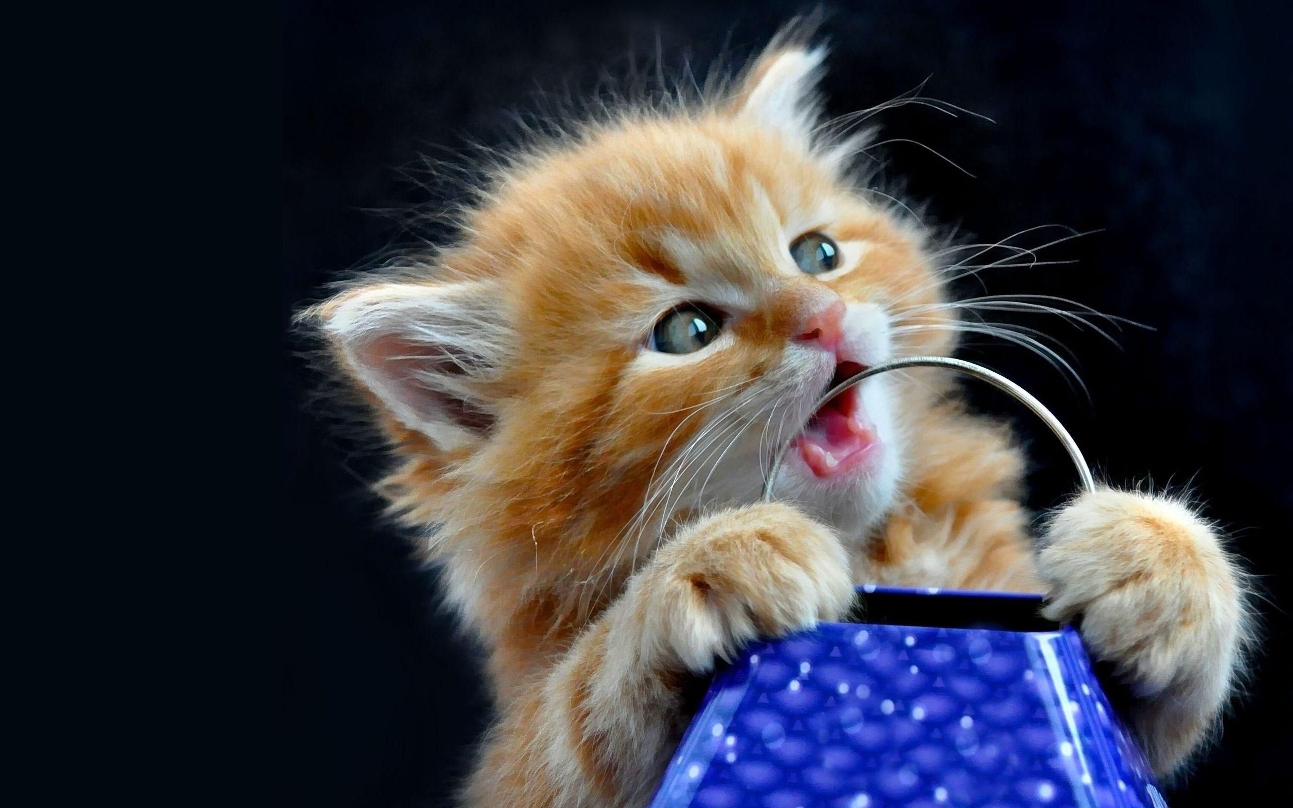 sfondi gattino carino,gatto,gatti di piccola e media taglia,barba,felidae,gattino