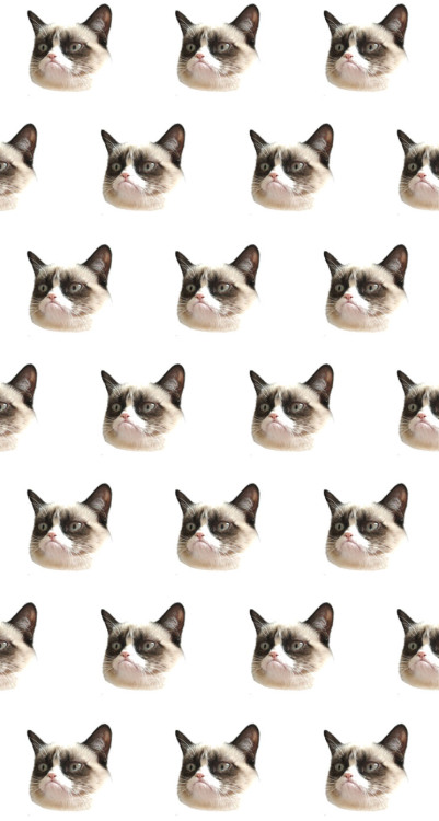 cat wallpaper tumblr,cat,small to medium sized cats,felidae,siamese,birman