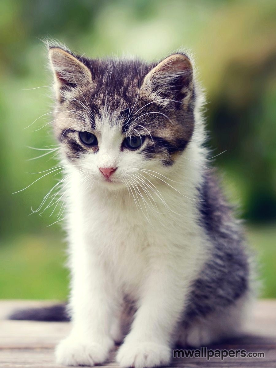 sfondi gattino carino,gatto,gatti di piccola e media taglia,barba,felidae,gatto domestico a pelo corto