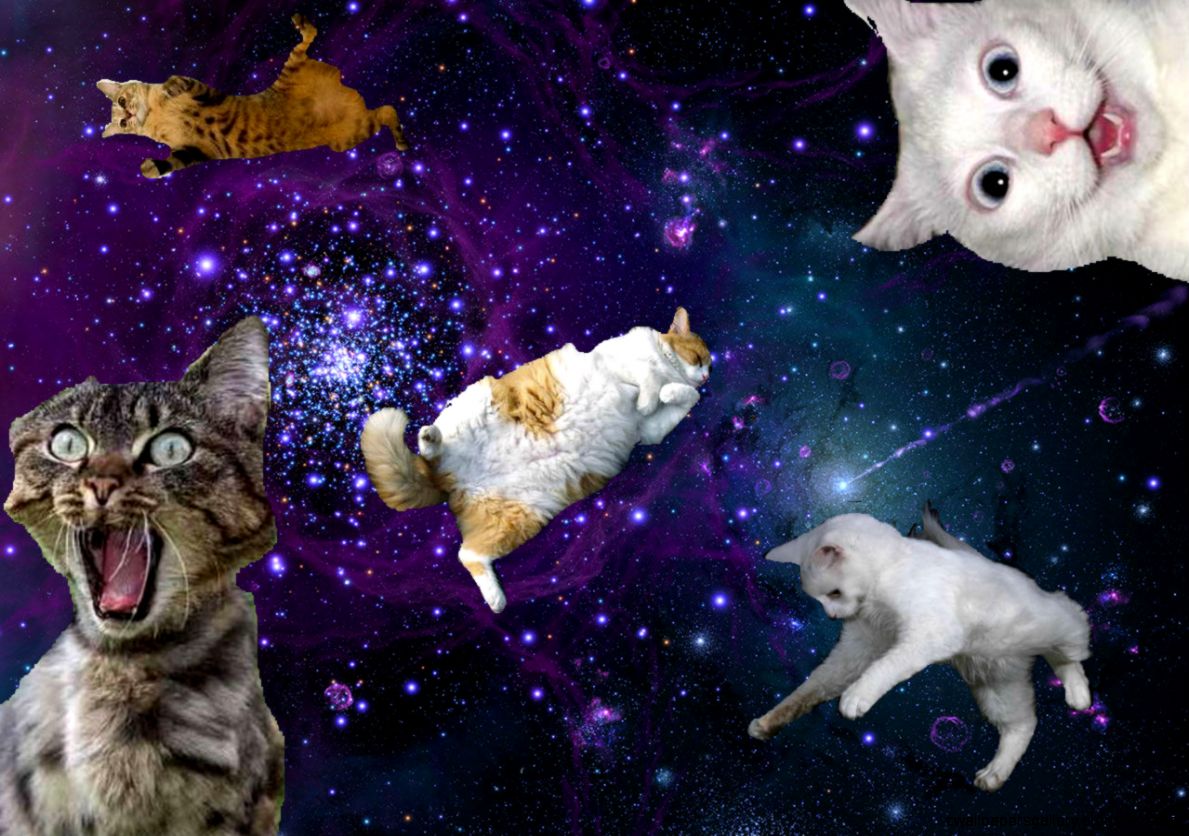 猫壁紙tumblr,ネコ,ネコ科,スペース,天体,中型から中型の猫