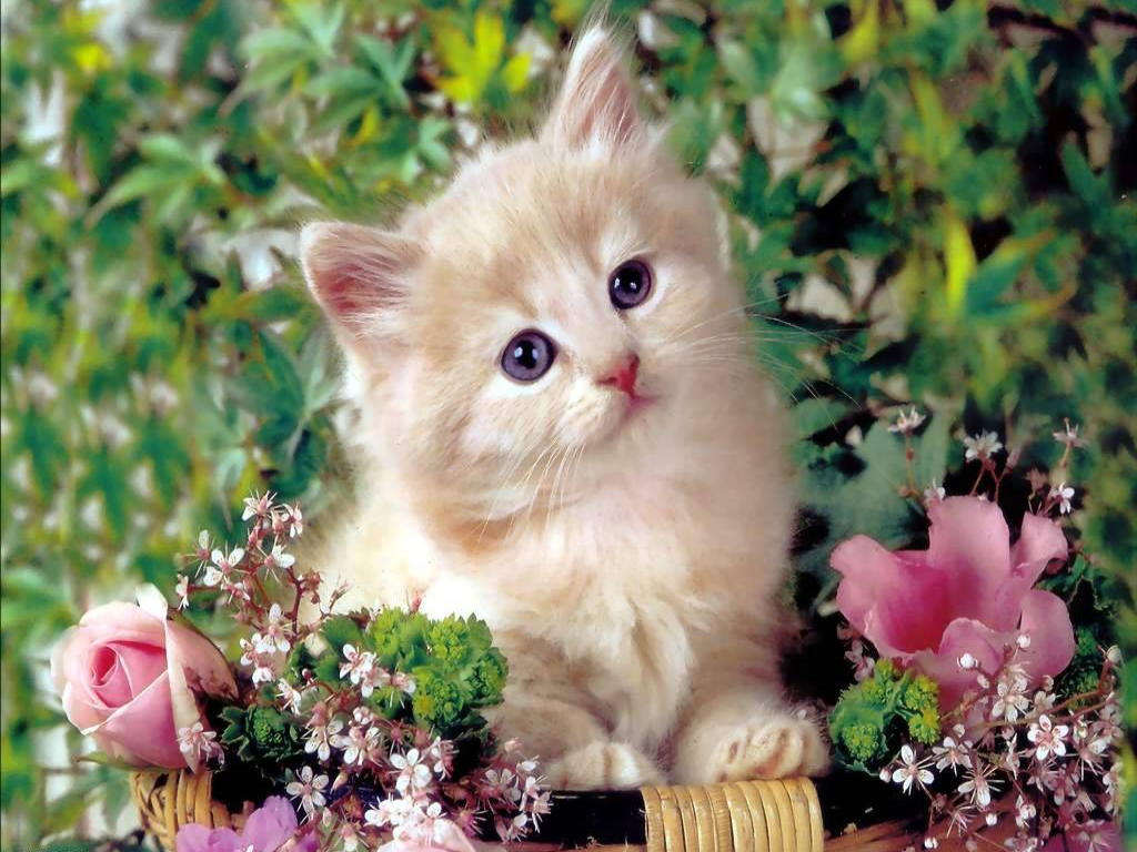 cute kitty wallpapers,cat,mammal,small to medium sized cats,felidae,whiskers