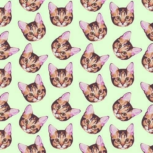 猫壁紙tumblr,ネコ,ネコ科,中型から中型の猫,パターン