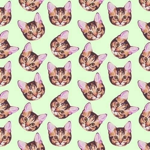 Katzentapete Tumblr Katze Felidae Kleine Bis Mittelgrosse Katzen Muster 91615 Wallpaperuse