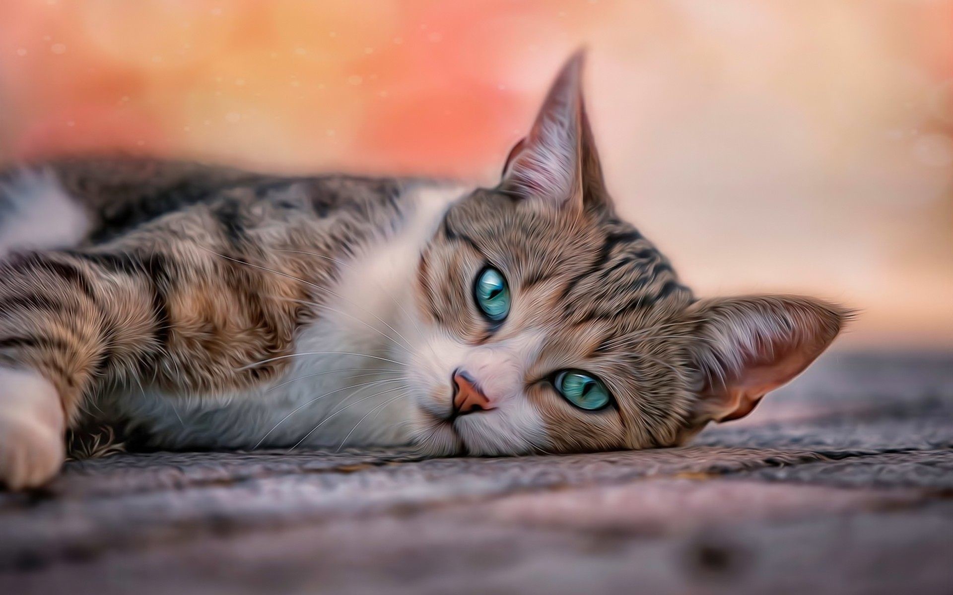 gato fondos de pantalla hd,gato,gatos pequeños a medianos,bigotes,felidae,pelo corto europeo