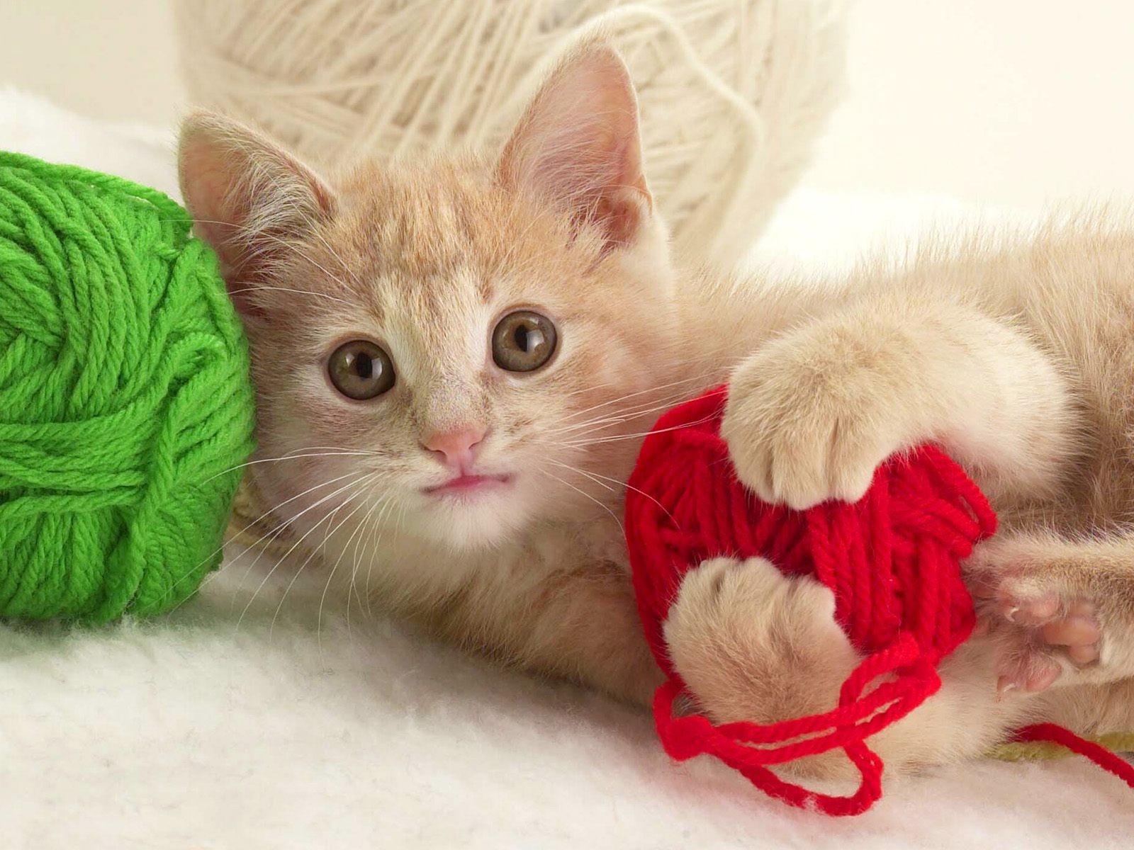 고양이 벽지 hd,고양이,중소형 고양이,felidae,고양이 새끼,실