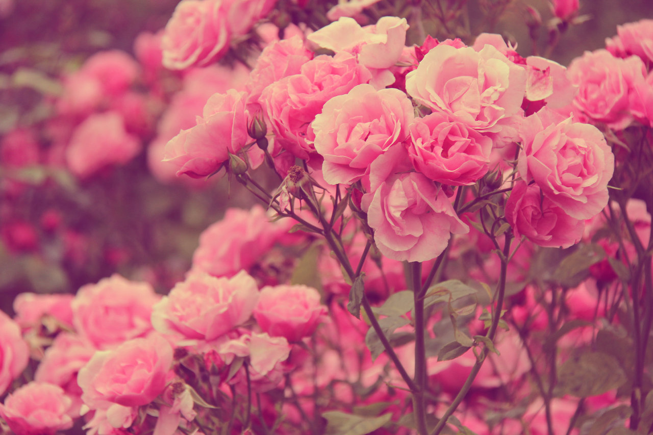 ピンクの壁紙tumblr,花,庭のバラ,開花植物,ピンク,花弁