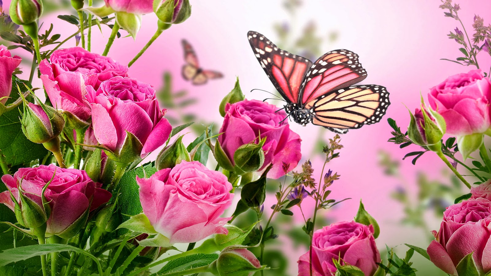 ピンクの蝶の壁紙,バタフライ,花,ピンク,昆虫,蛾と蝶
