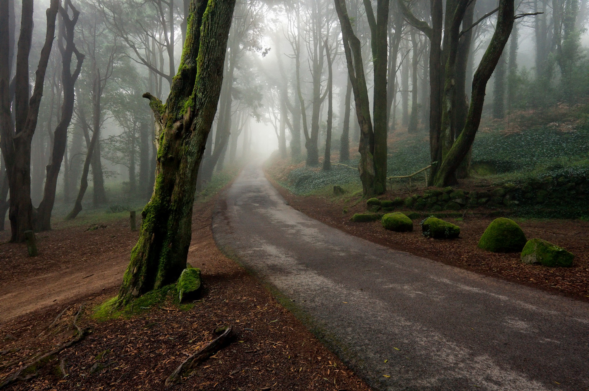 sfondi chrome os,paesaggio naturale,natura,albero,bosco,foresta