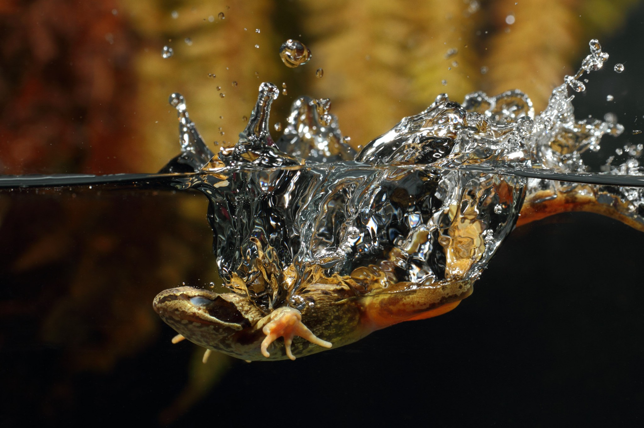 chrom os hintergrundbilder,wasser,makrofotografie,nahansicht,fotografie,fallen