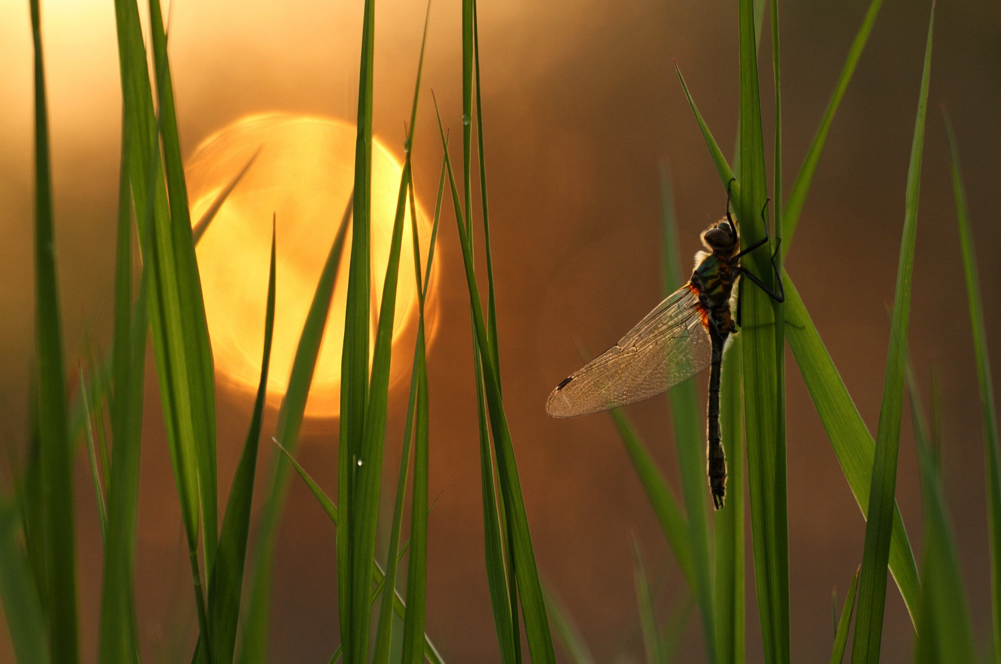 fonds d'écran chrome os,insecte,libellules et damseflies,insectes ailés nets,macro photographie,famille d'herbe