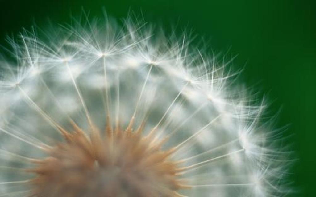 carta da parati rara,dente di leone,natura,dente di leone,macrofotografia,fiore