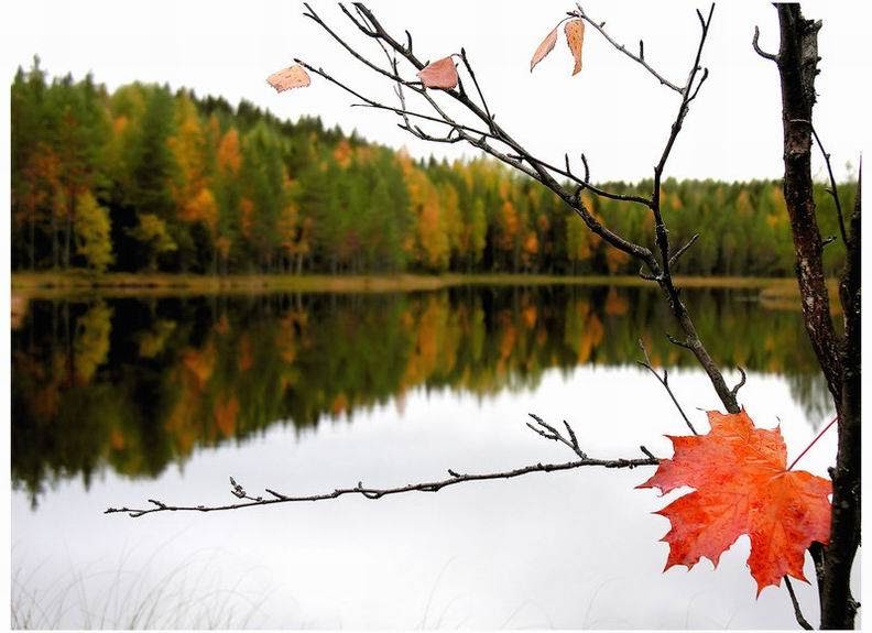 carta da parati rara,paesaggio naturale,natura,foglia,albero,riflessione