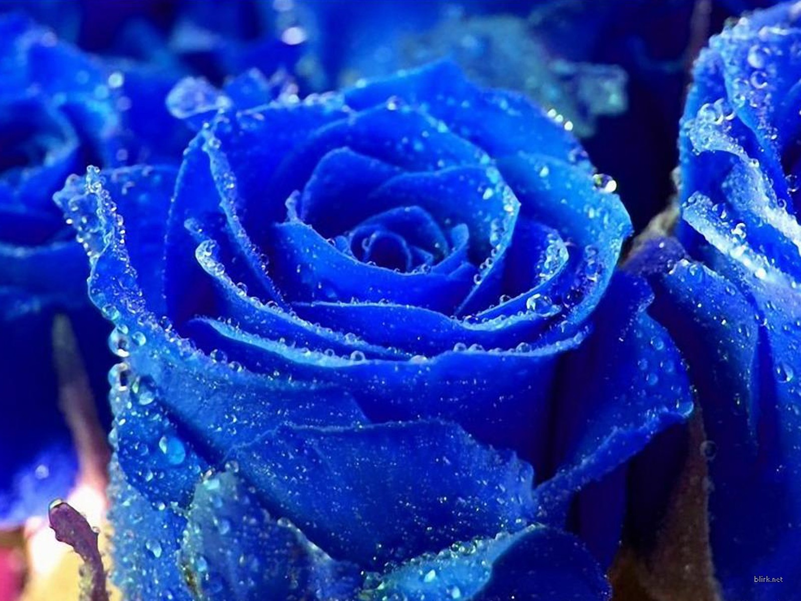 papel tapiz raro,rosa,azul,rosas de jardín,rosa azul,flor