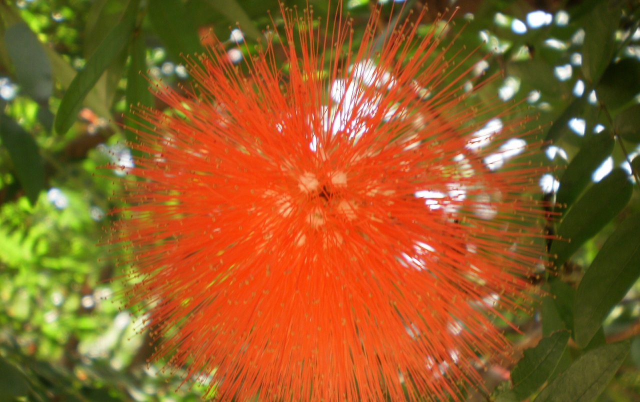 papel tapiz raro,rojo,flor,planta,hoja,árbol