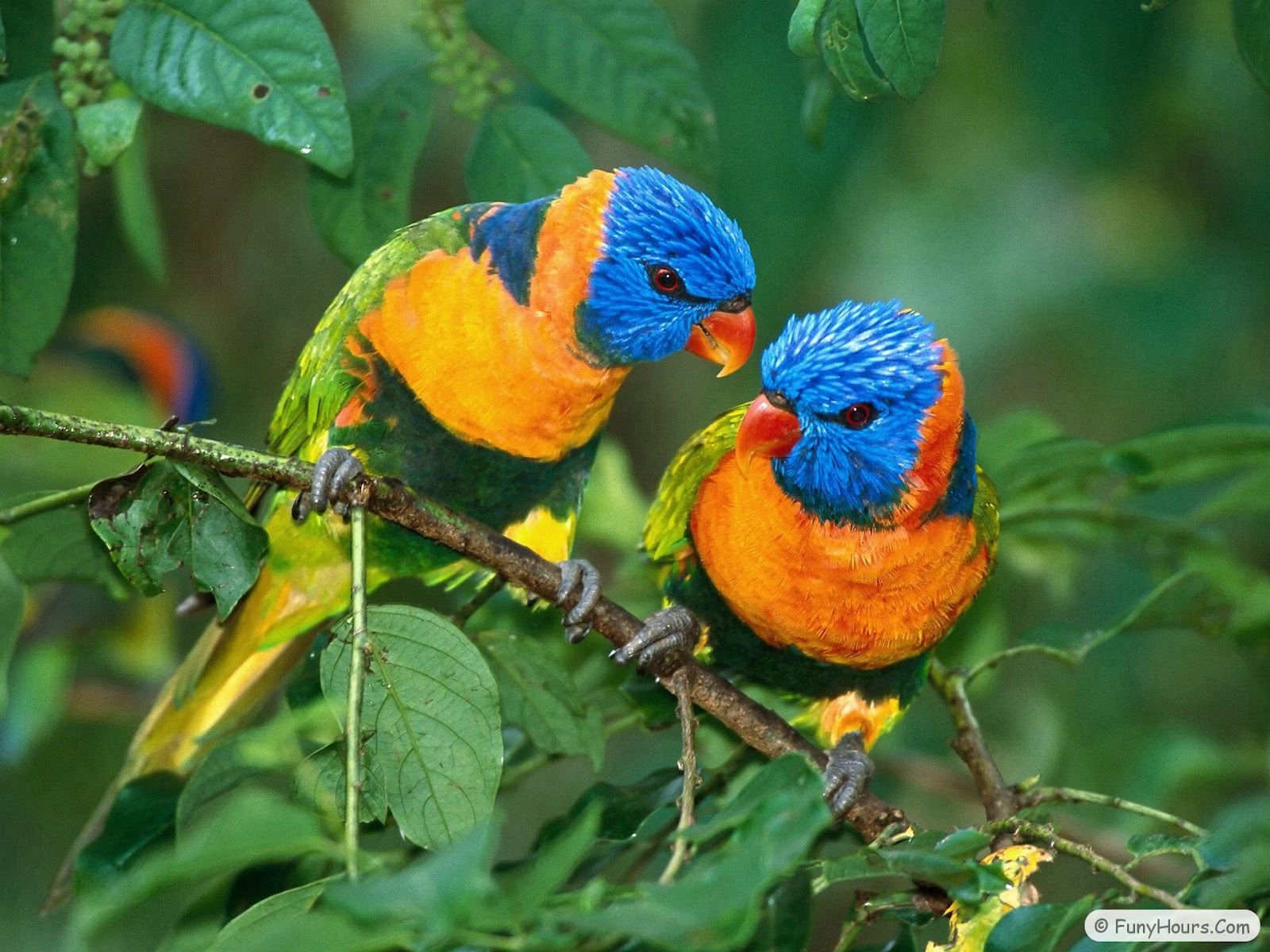 papel tapiz raro,pájaro,loro,planta,fauna silvestre,guacamayo