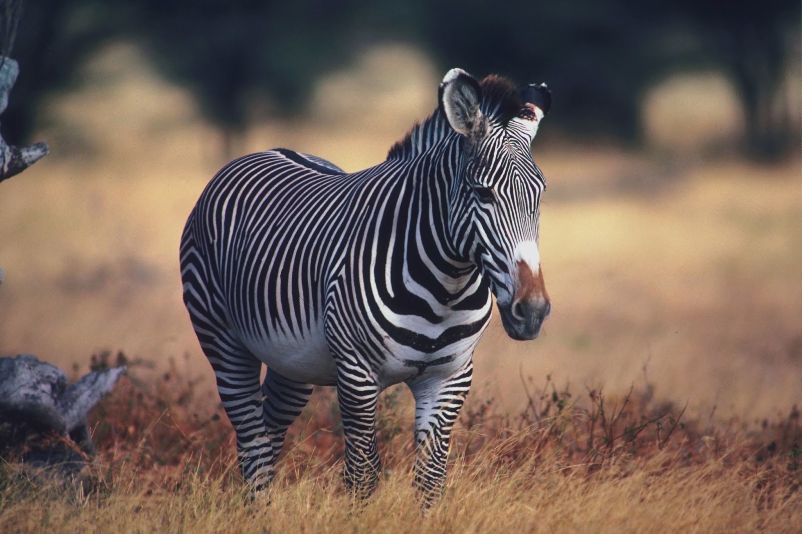 carta da parati rara,zebra,animale terrestre,natura,prateria,grugno