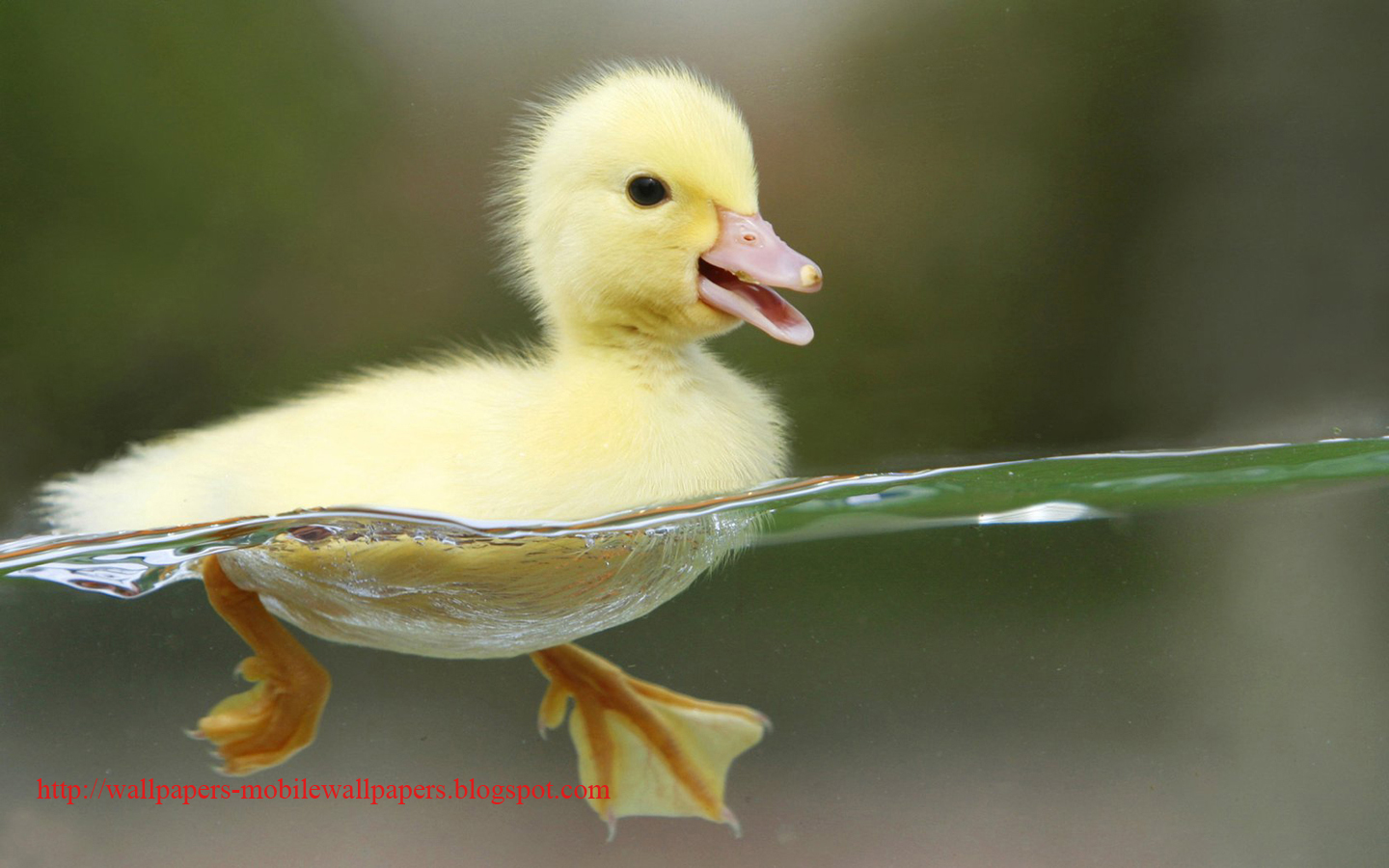 papel tapiz raro,pájaro,pato,ave acuática,patos,aves acuáticas