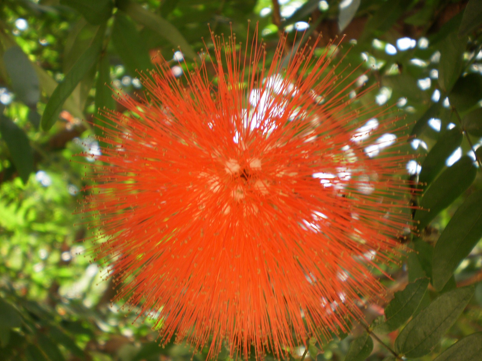 rare wallpaper,red,vegetation,flower,plant,botany