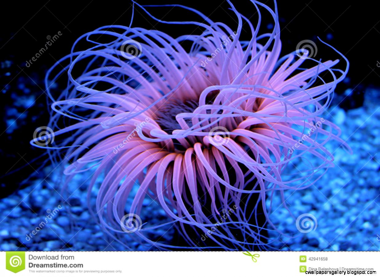 rare wallpaper,sea anemone,cnidaria,organism,natural environment,marine invertebrates